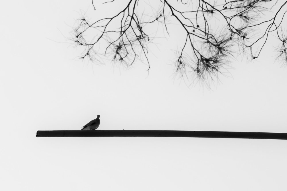 Photograph by Sahar Ghadir