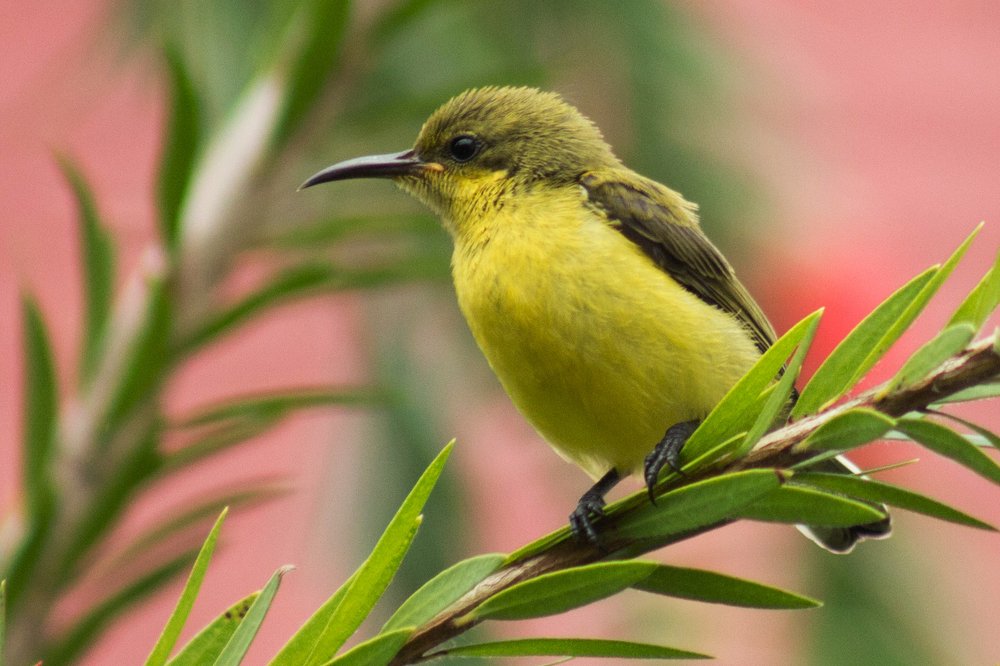 Photograph by Syafri Gamal