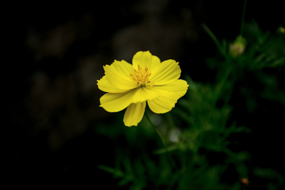 Photograph by Syafri Gamal