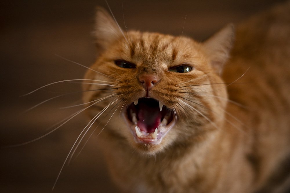 Fox - тигренок