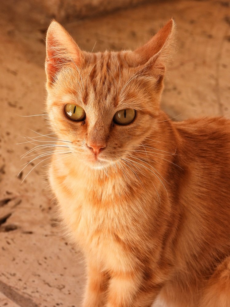Sweety