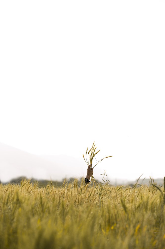 Photograph by miladsefidfard