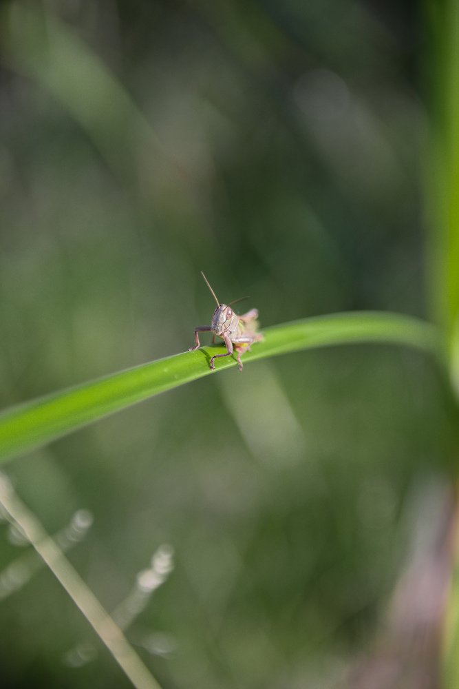 В траве сидел кузнечик