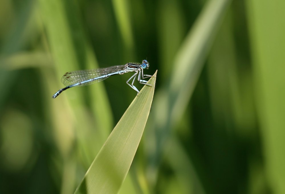 Стрелка на закате
