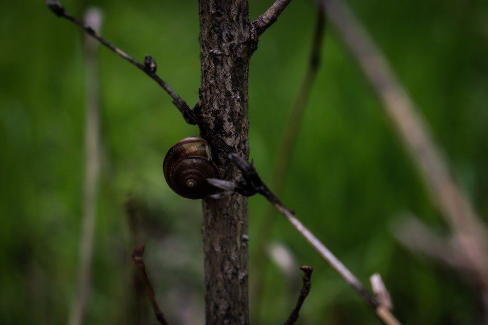 Photograph by Елена Сураева