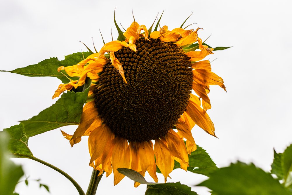 Прощание с летом