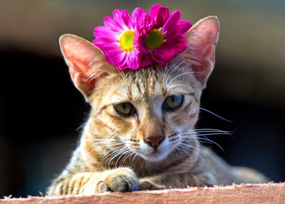 Photograph by Aung Kyaw Soe