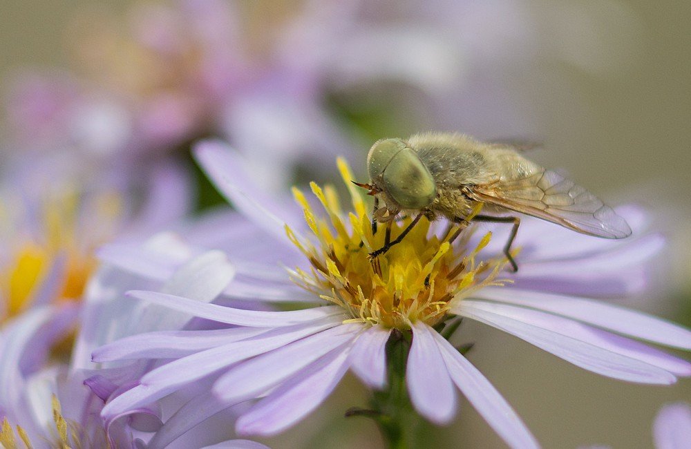 Photograph by Александра Шайдурова