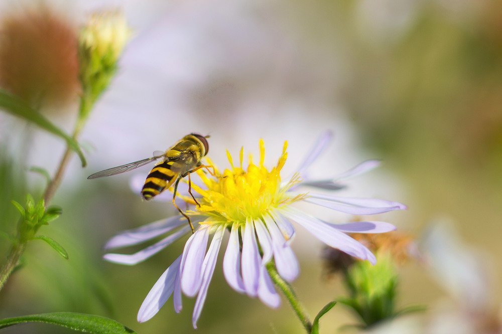 Photograph by Александра Шайдурова