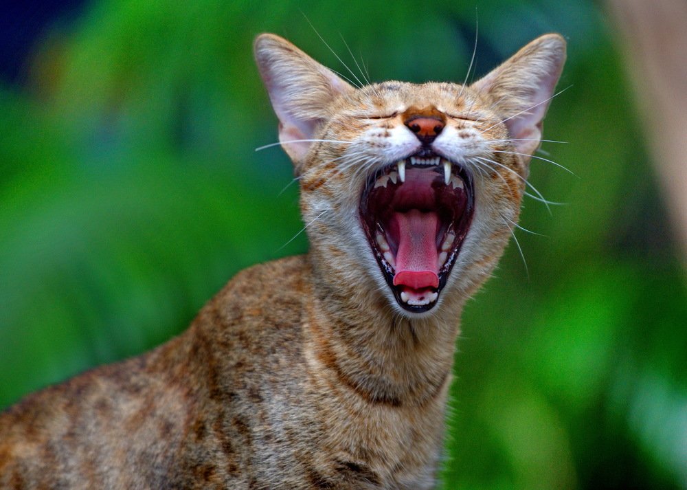 Photograph by Aung Kyaw Soe