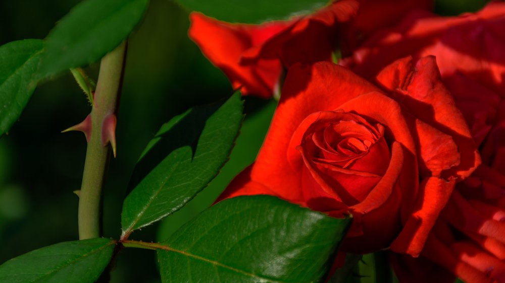 Photograph by Милен Младенов