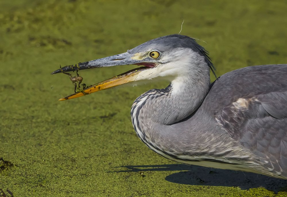 Самсончик, разрывающий пасть льва