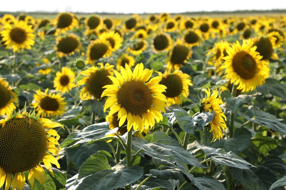 Photograph by Валерия Маркова