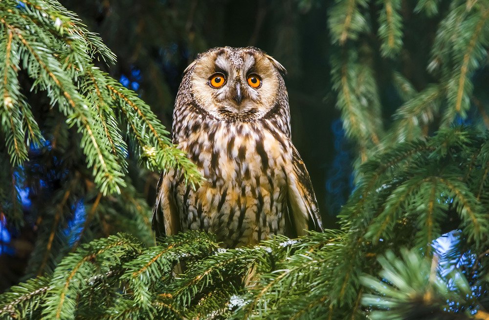 Почуяв опасность...Ушастая сова