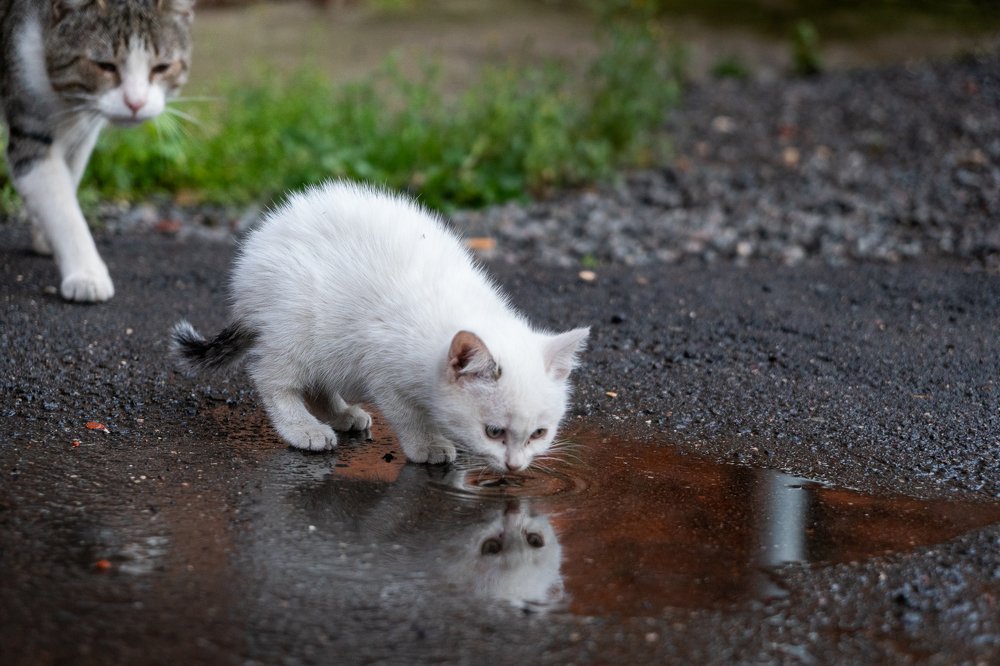 Photograph by Наталья Лабодина