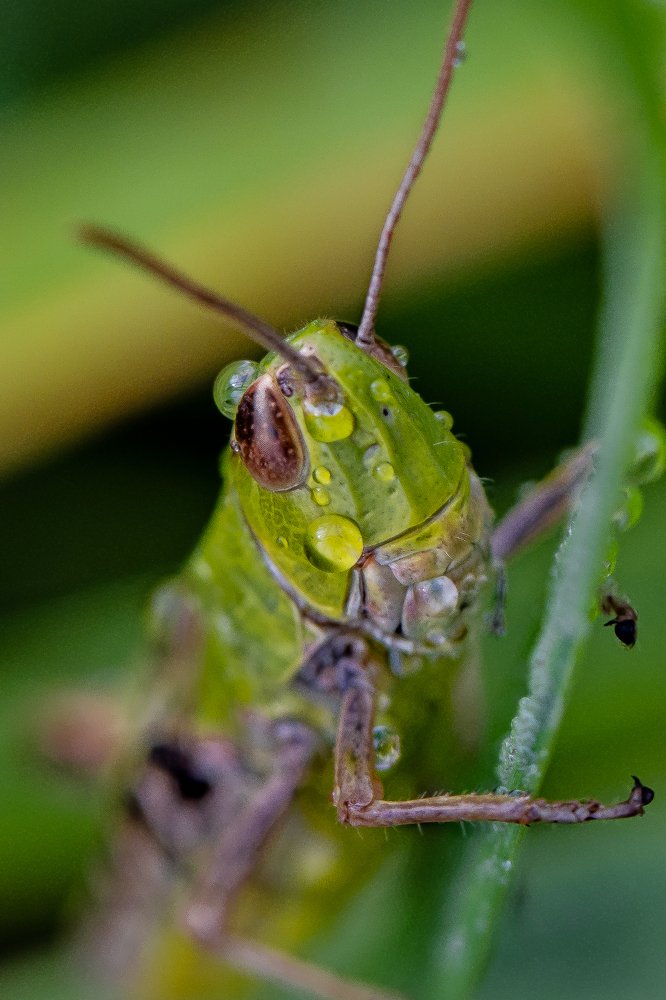 Зелёная разведка