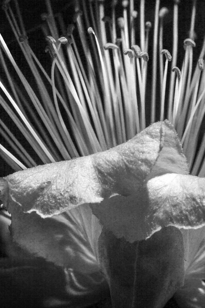 Photograph by salvatore Mercieca