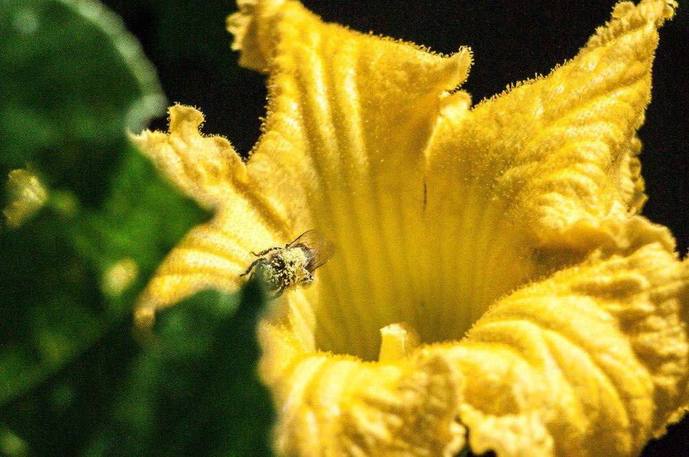 сбор пыльцы.