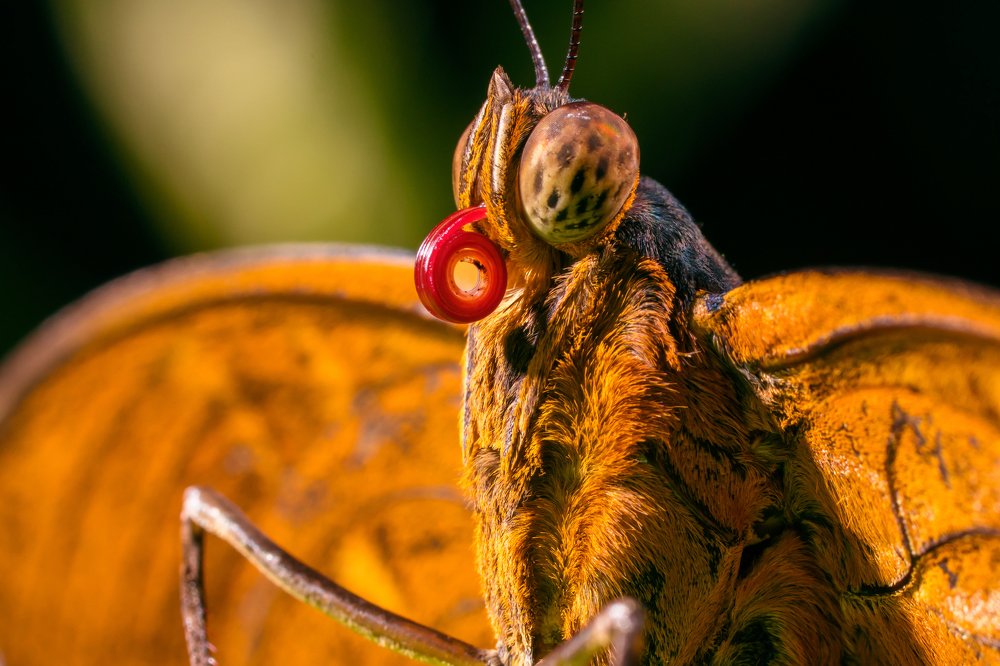 Photograph by Khaffizzul Abdullah