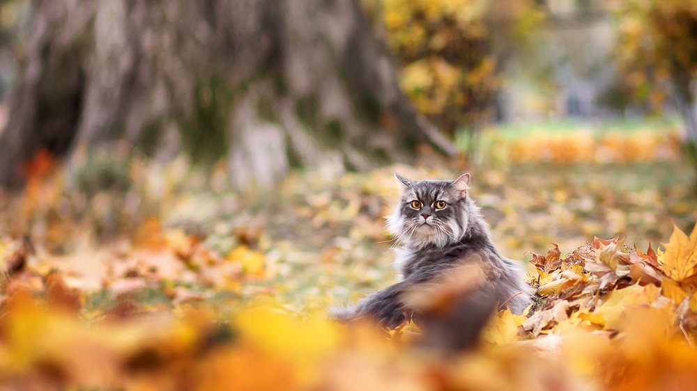 Русский лесной кот