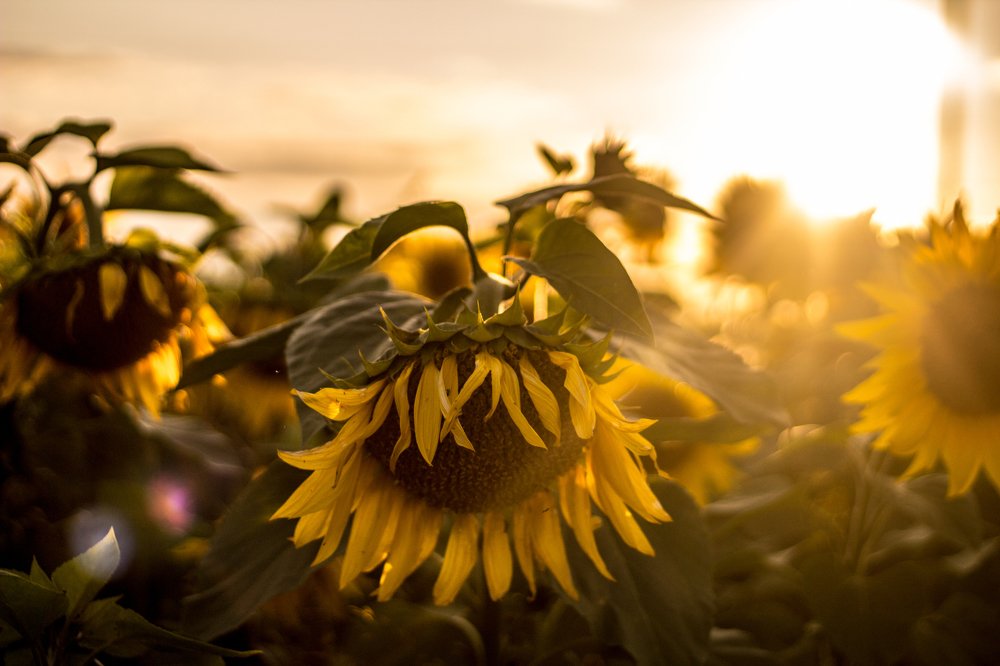 Photograph by Екатерина Андросова