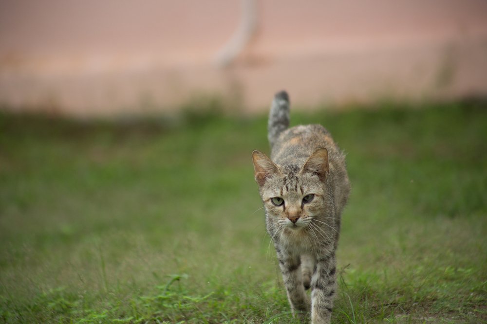 Photograph by Syafri Gamal