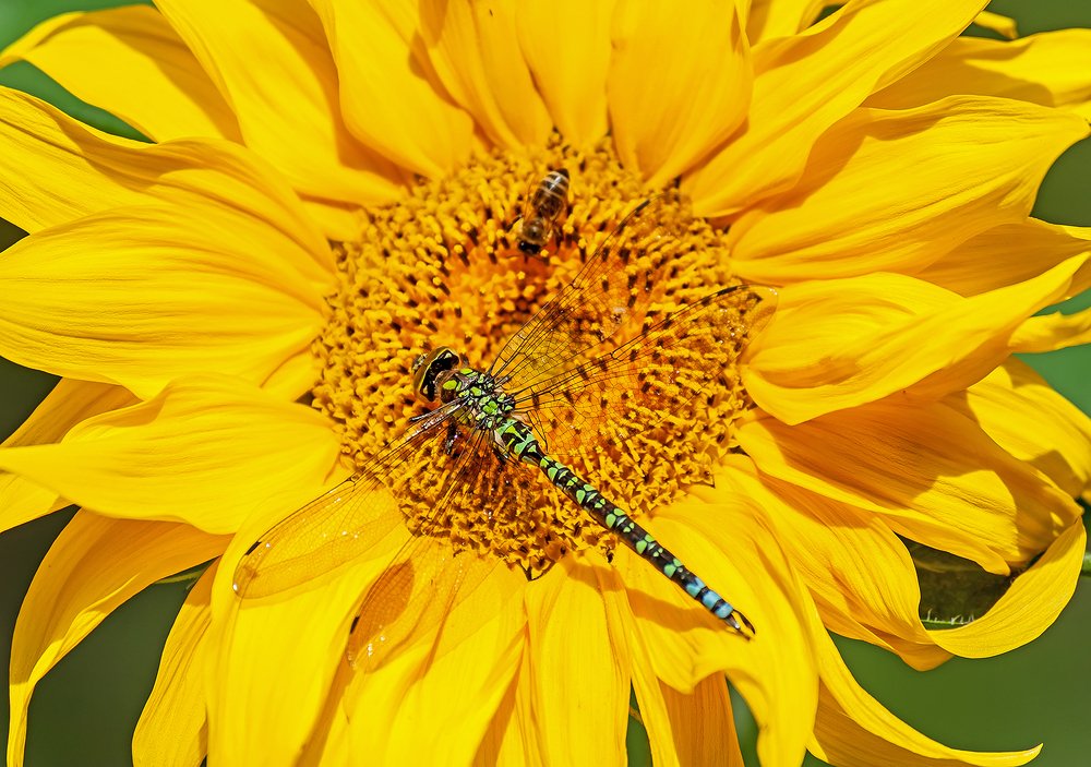 Photograph by Ольга Дядченко