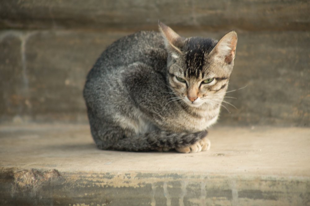 Photograph by Syafri Gamal