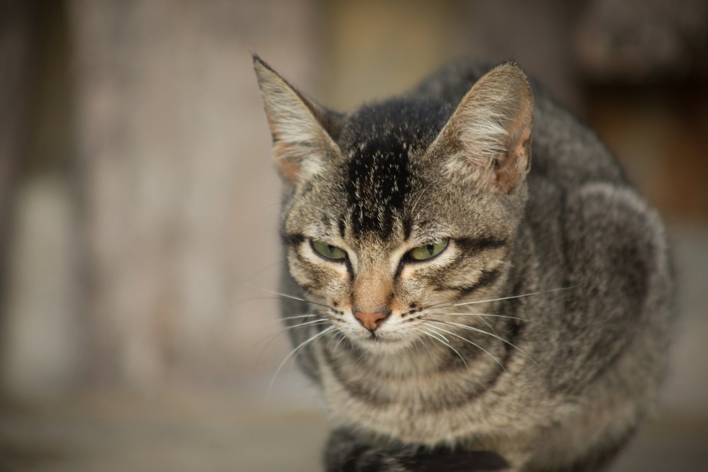 Photograph by Syafri Gamal