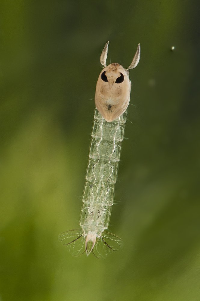 Photograph by Валерий Николаев (Petrovich)