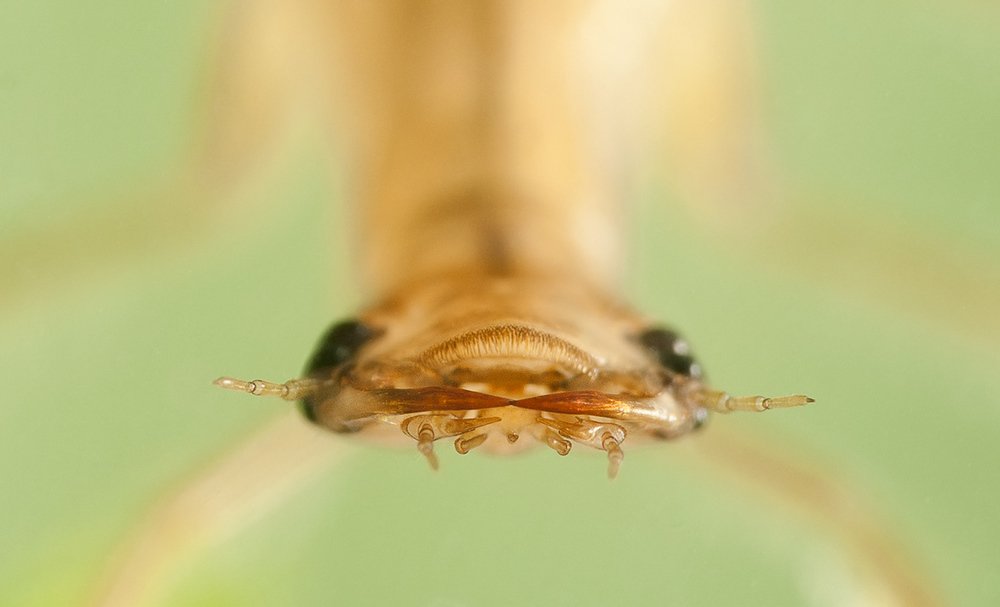 Photograph by Валерий Николаев (Petrovich)