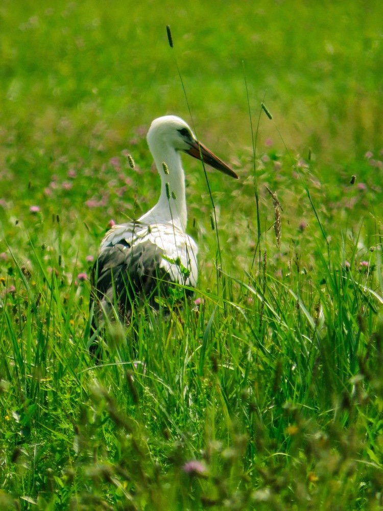 Аист в траве