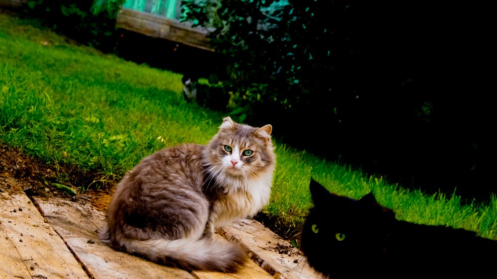 Меж двух теней