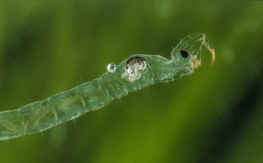 Photograph by Валерий Николаев (Petrovich)