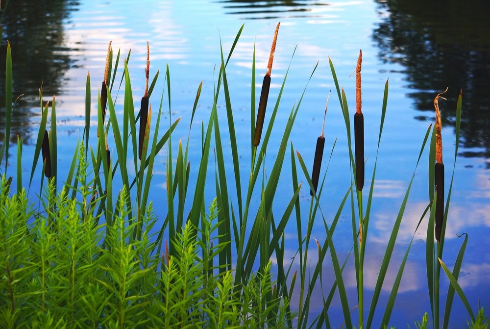 Лесная речка