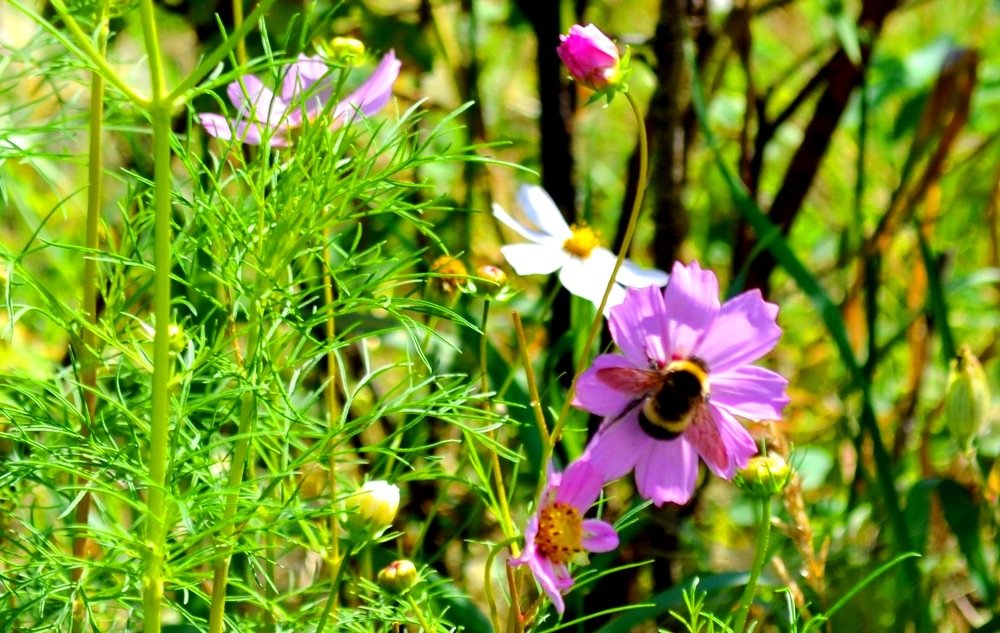 Лохматый шмель