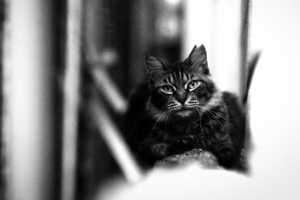 Photograph by Wojciech Tomanik