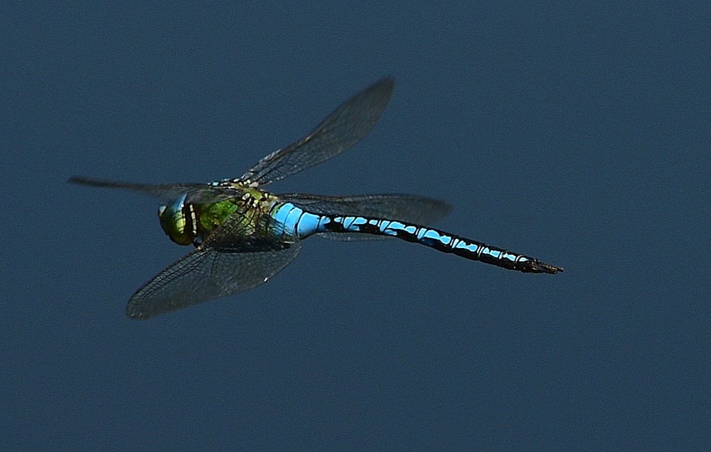 Dragonfly