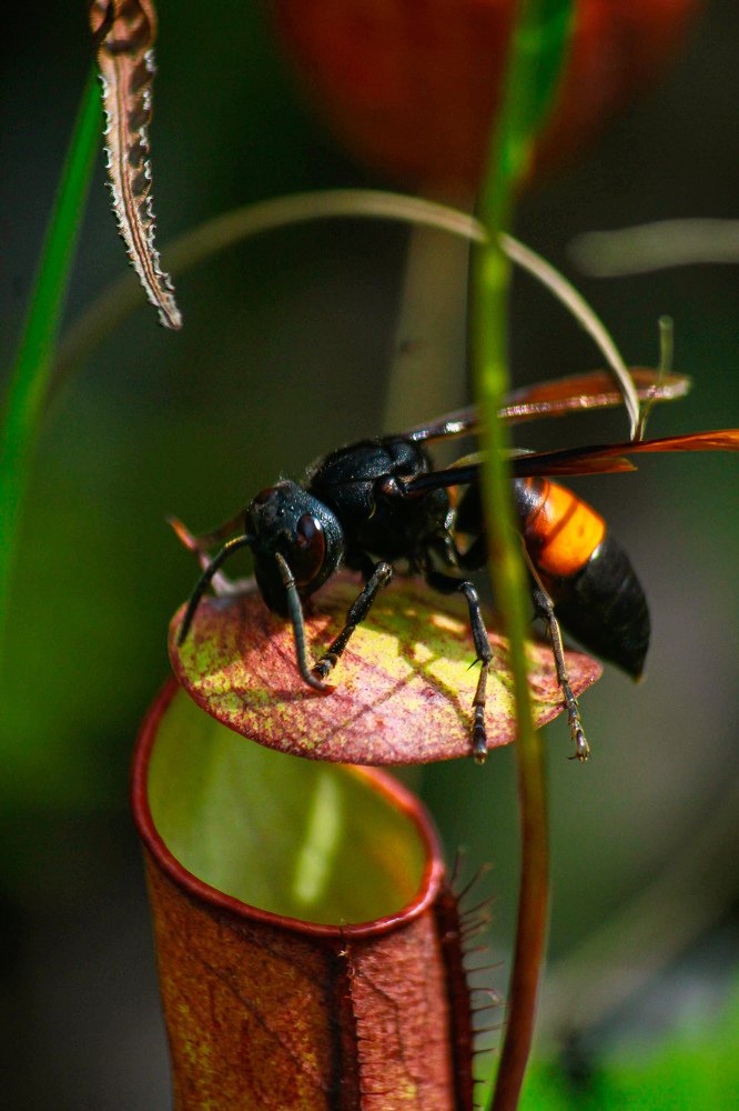 Photograph by tri yanto
