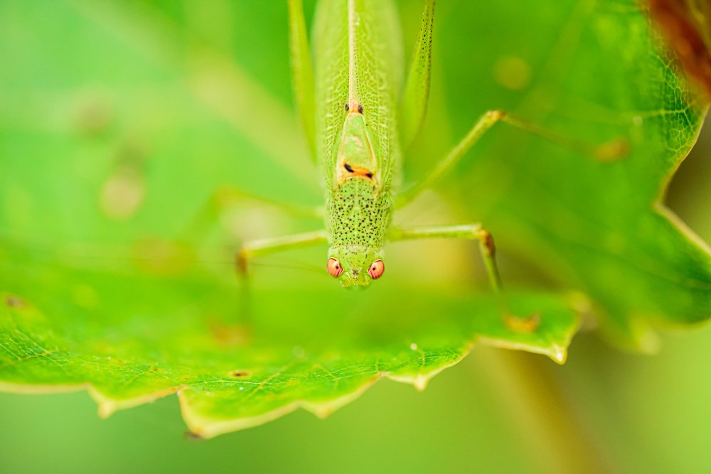 Photograph by Jorge Alcala Goded