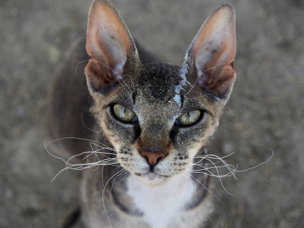 Photograph by Алексей Горшенин