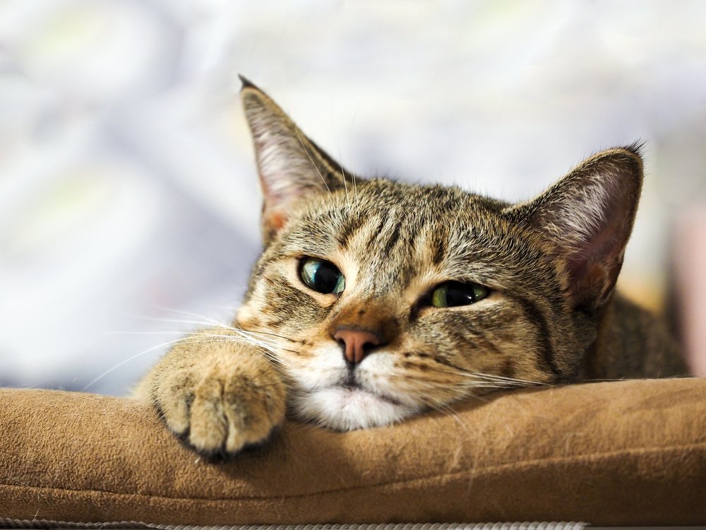 Photograph by Алексей Горшенин