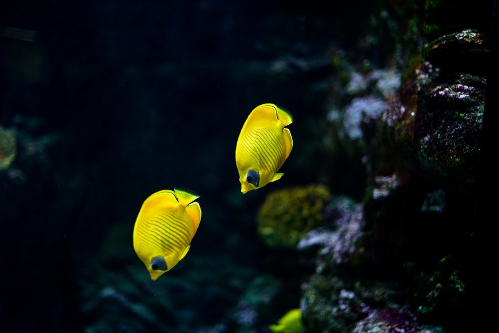 Двойное пике