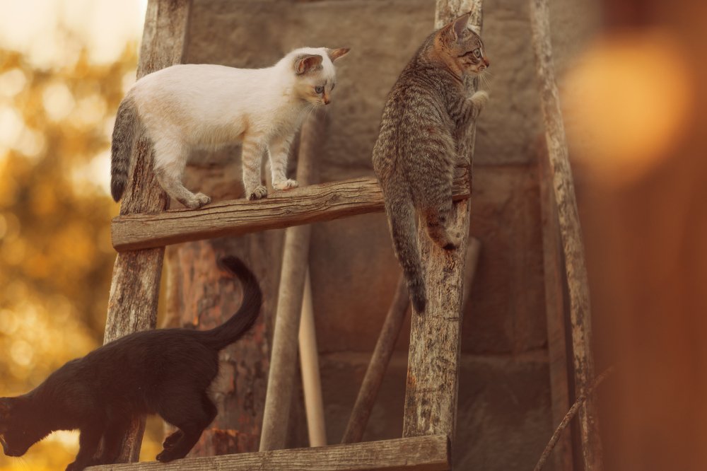 Фотография автора Елена Баклач