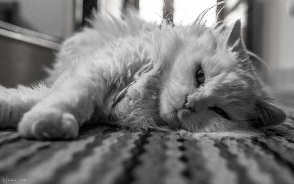 Photograph by Marko Beljan