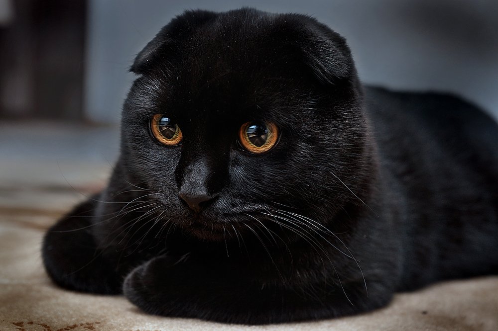 Фотография автора Матвеев Максим