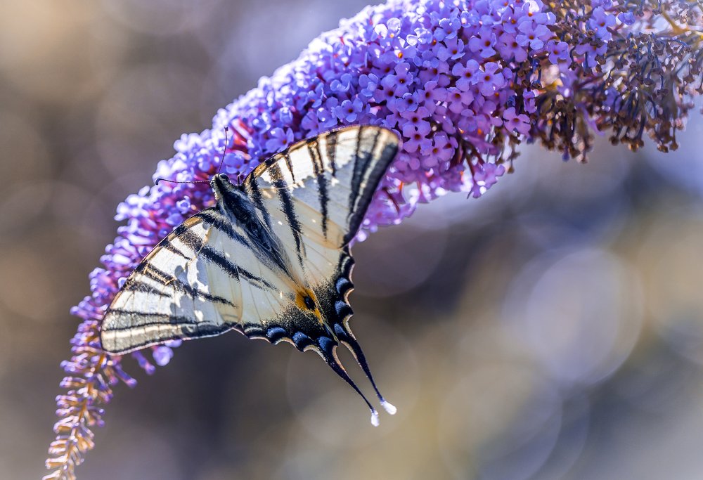 Совершенная геометрия Подалирия