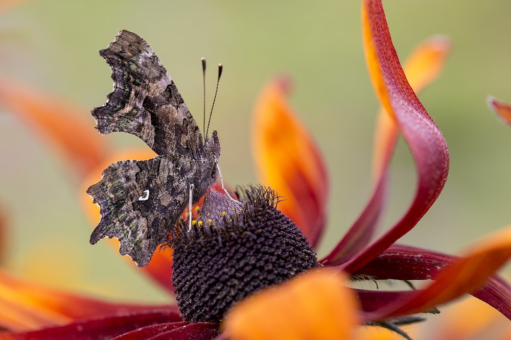 Photograph by Алексей Пришвин