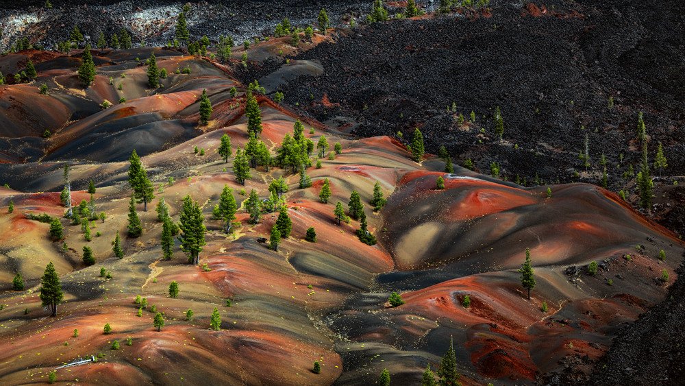 Pines among the ash and lava