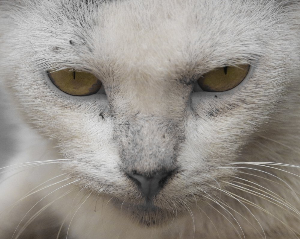 Photograph by Tamim E Mohamad Genius